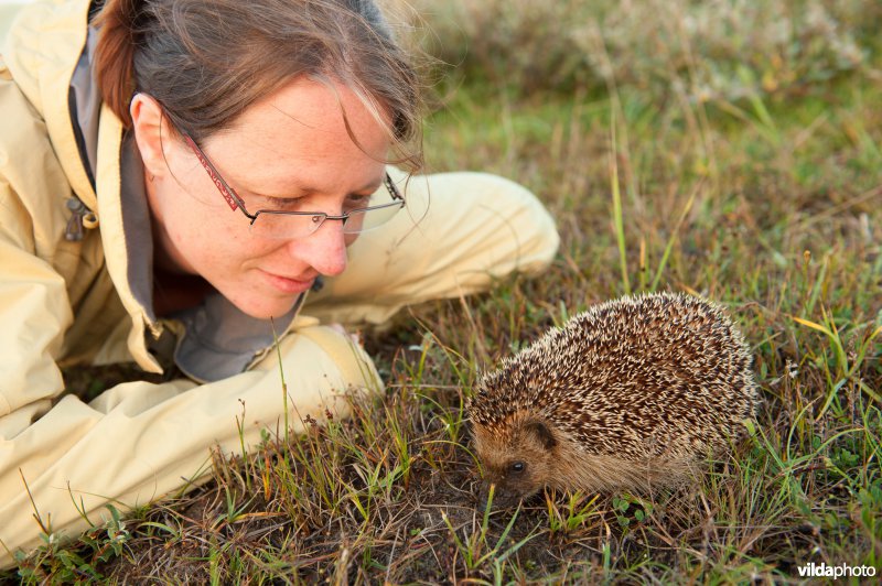 Vrouw bekijkt egel