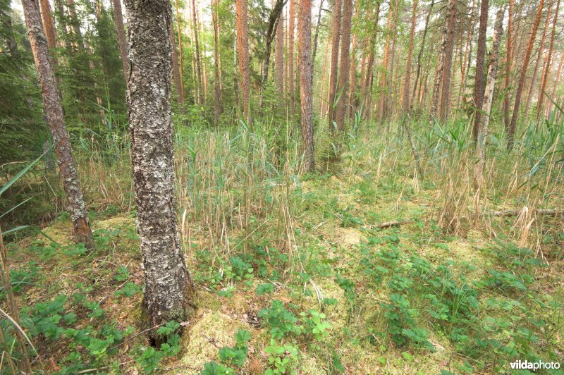 Veenbos in Hupassaare