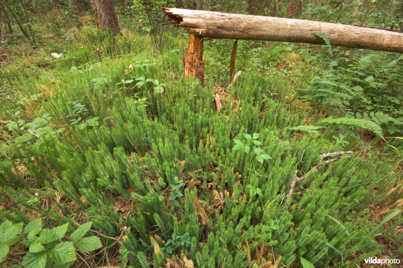 Wolfsklauwen in Hupassaare