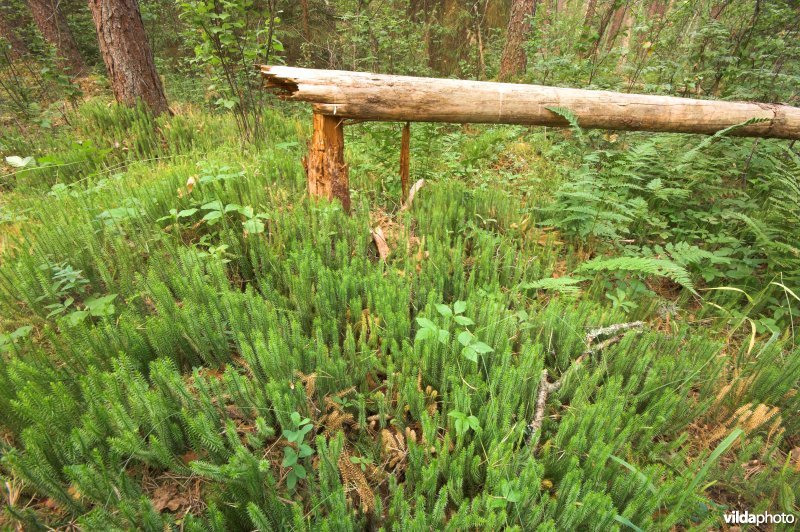 Wolfsklauwen in Hupassaare