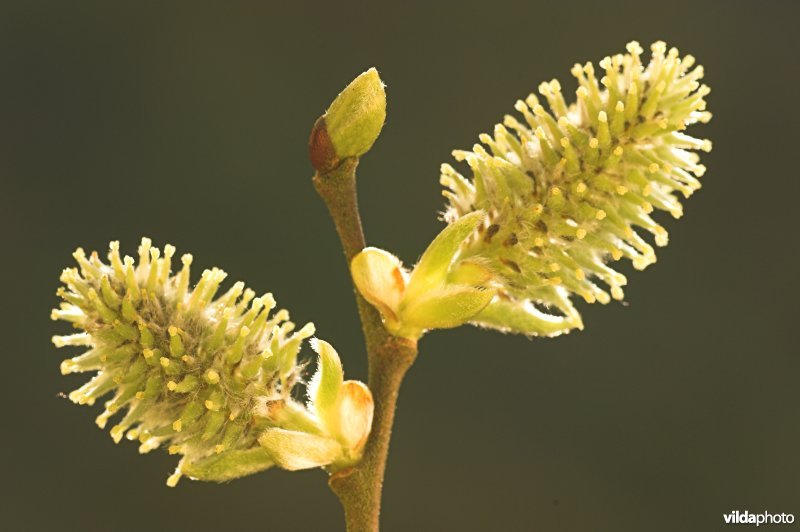 Wilgekatjes