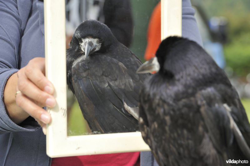 Tamme roek kijkt in de spiegel