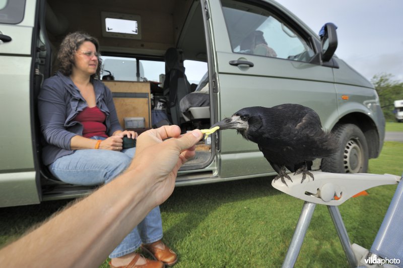 Tamme roek eet uit de hand
