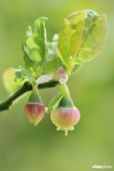 Bloempjes van bosbes