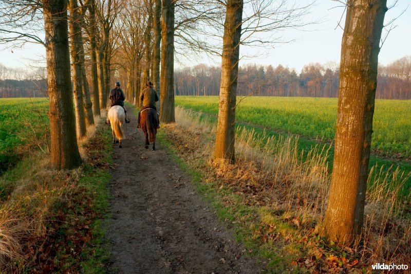 Dreven bij zonsondergang