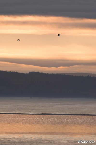 Stormmeeuwen in Zweden