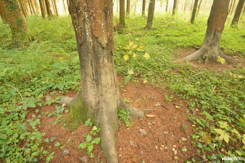 Veegboom van Everzwijn