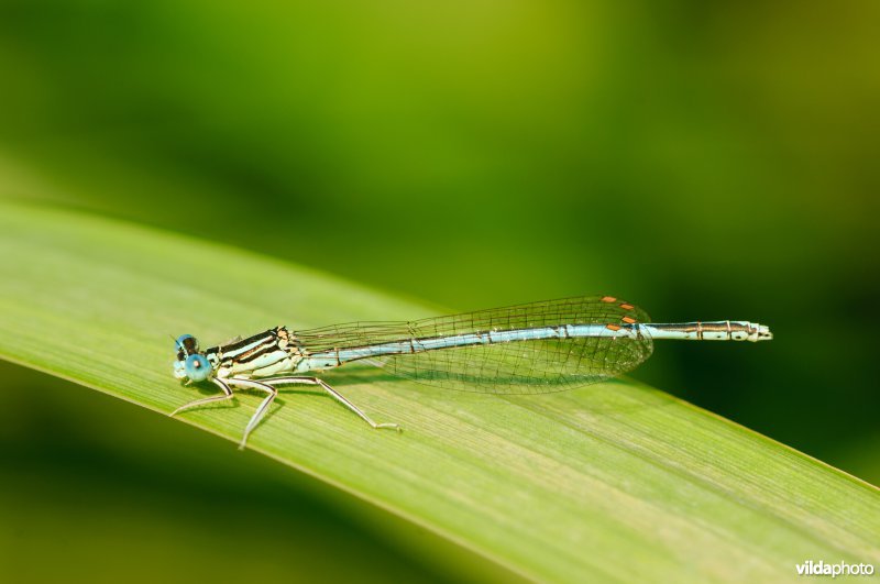 Blauwe breedscheenjuffer