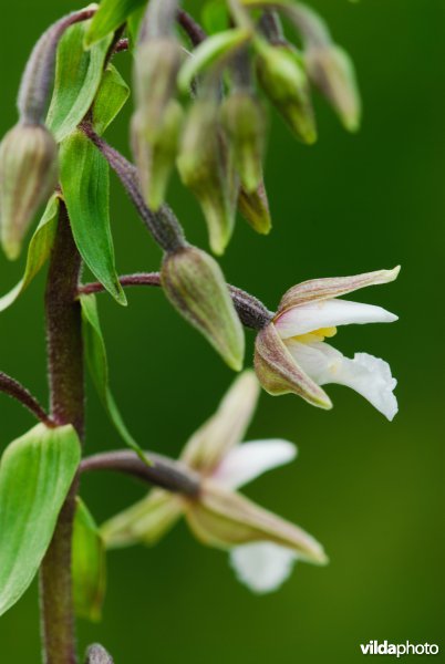 Orchis in bloei