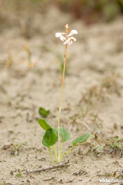 Rond wintergroen