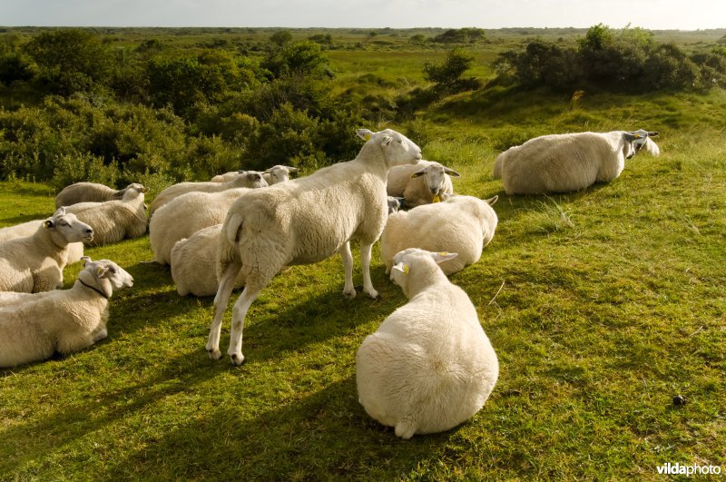 Schapen op Schiermonnikoog