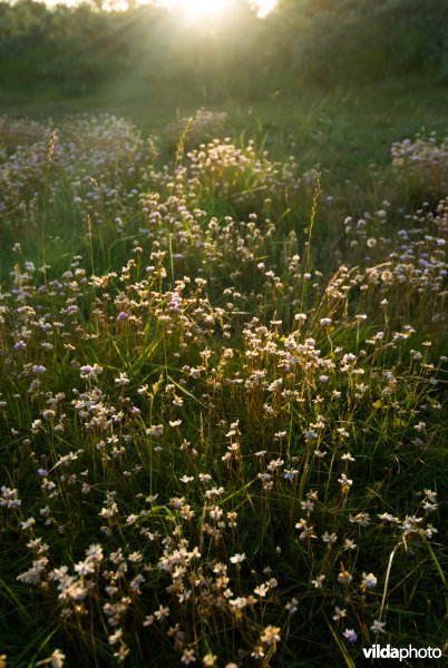 Parnassia in natte duinvallei