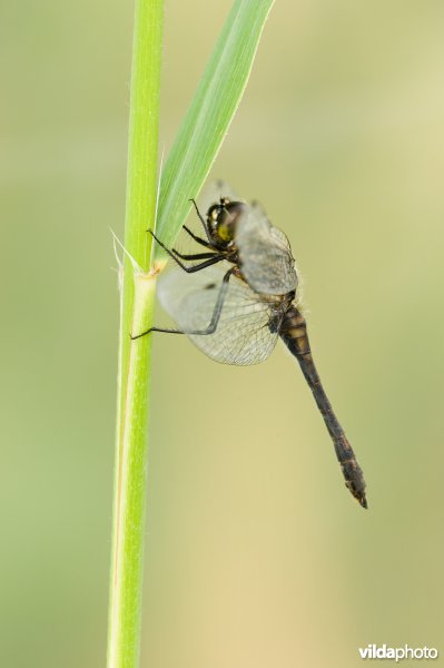 Zwarte heidelibel