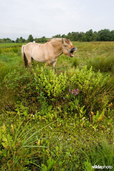 Fjordenpony in weide aan sloot met krabbenscheer in de Wieden