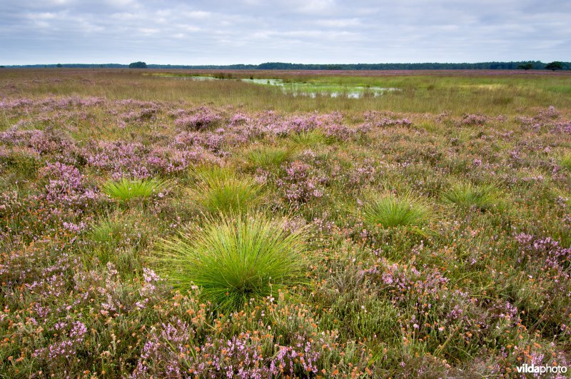 Nationaal Park Dwingelderveld