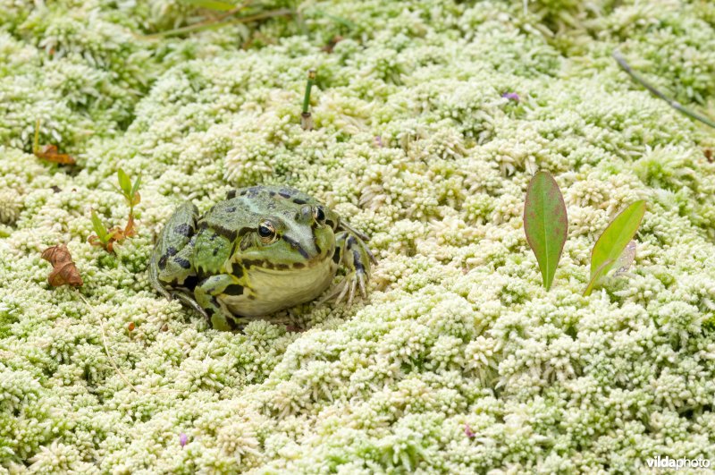 Groene kikker op veenmos