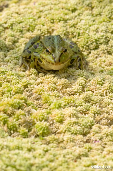 Groene kikker op veenmos