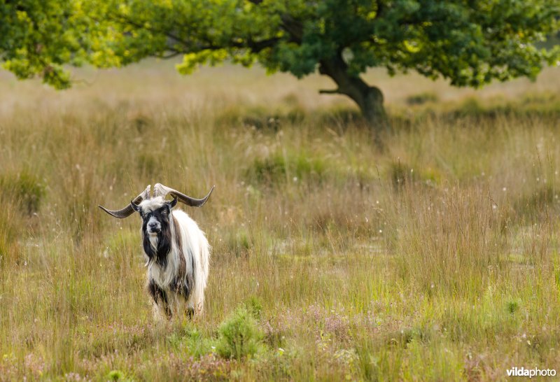 Begrazing met geiten