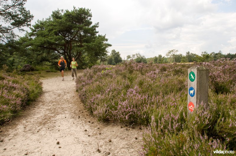 Hardlopers op de zoom en kalmhoutse heide,