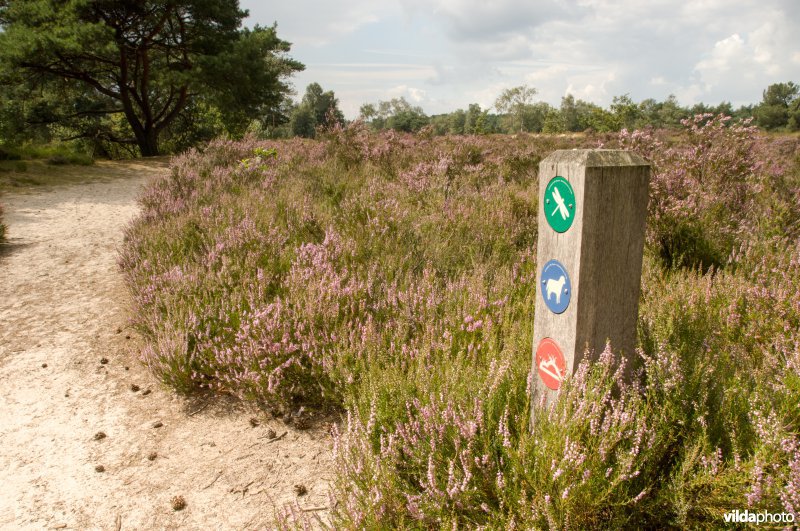 Zoom-Kalmthoutse Heide