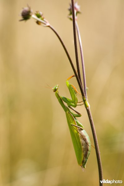 Portret van een bidsprinkhaan