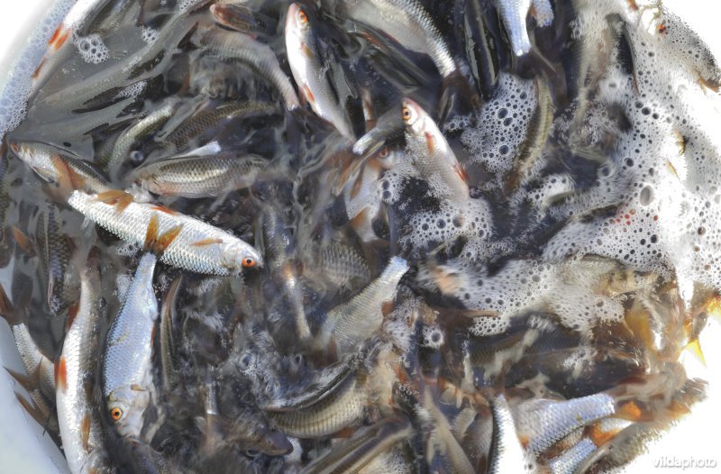 Uitzetting van blankvoorn