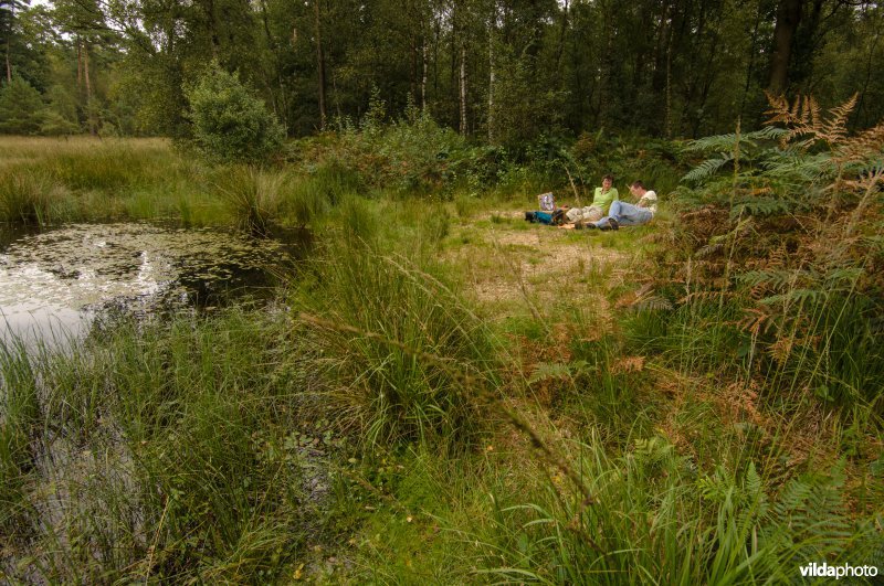 Een gezin rust uit en eet aan de oever van een ven in De Meinweg