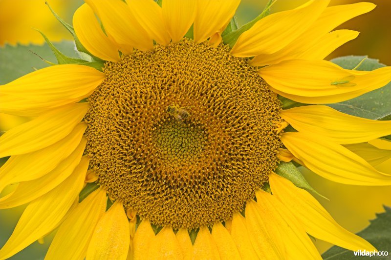 Zonnebloem