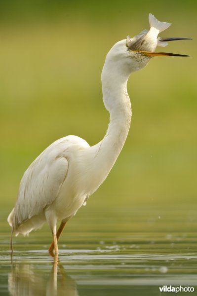 Grote zilverreiger