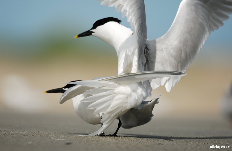 Parende Grote sternen