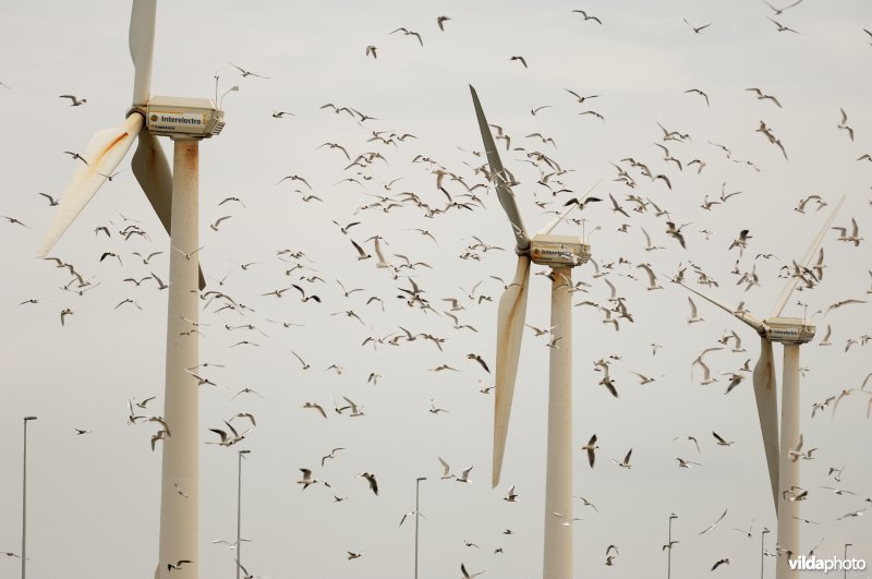 Grote sternenkolonie bij windmolenpark