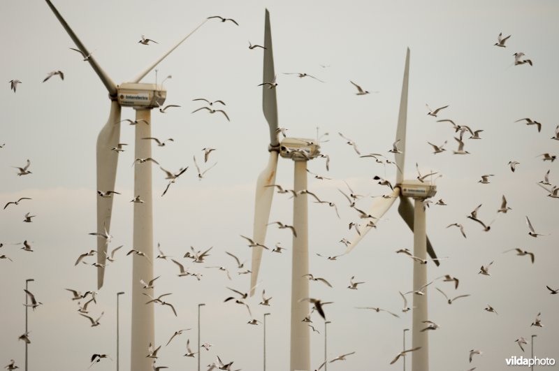 Grote sternenkolonie bij windmolenpark