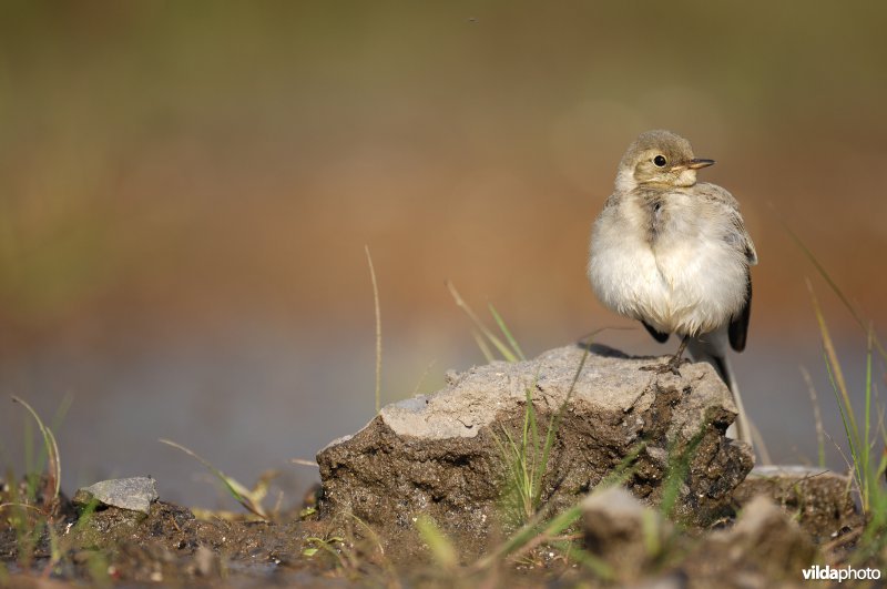 Juveniele Witte kwikstaart