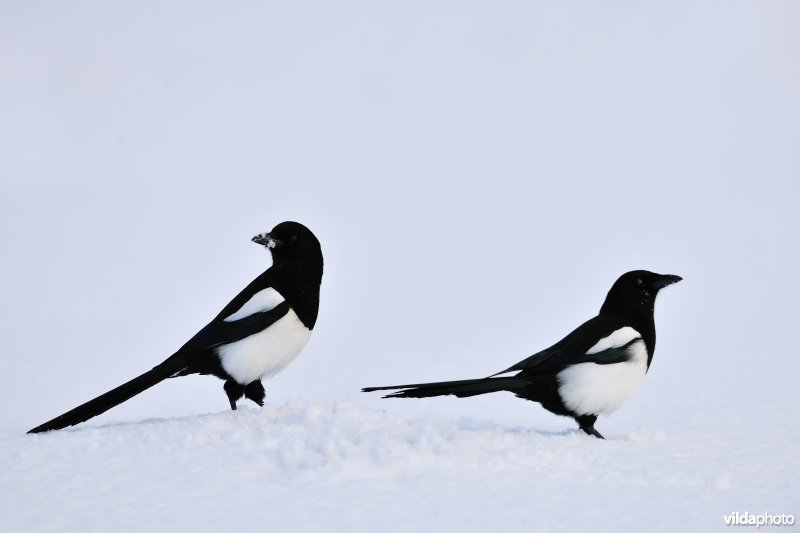 Eksters in de sneeuw