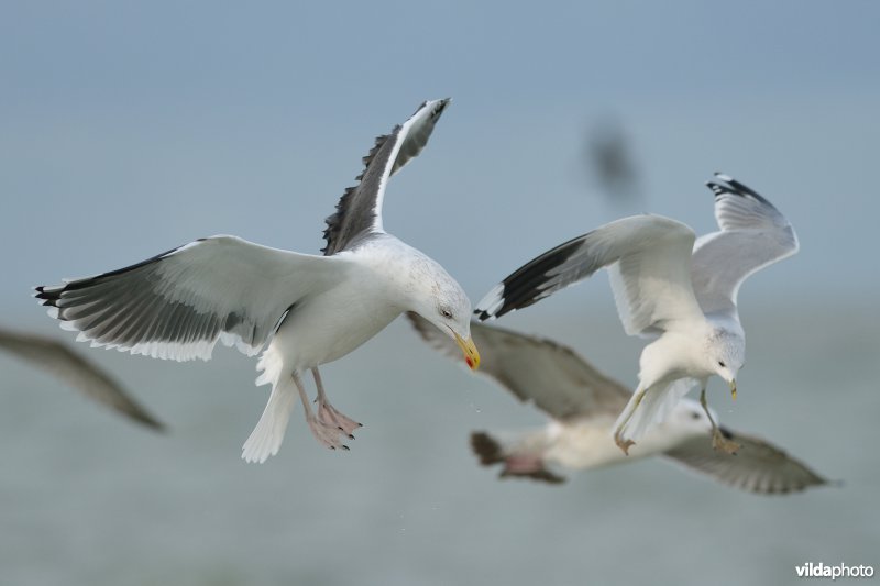 Grote mantelmeeuw en Stormmeeuw in vlucht