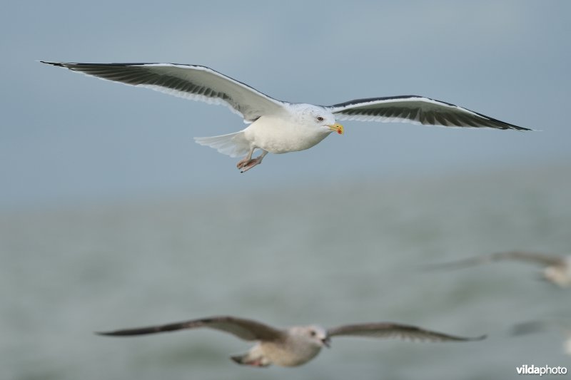 Grote mantelmeeuw in vlucht