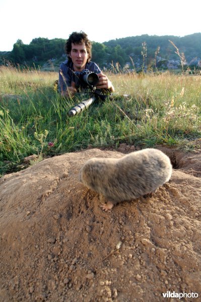 Westelijke blindmuis