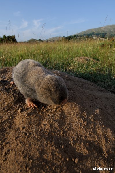 Westelijke blindmuis