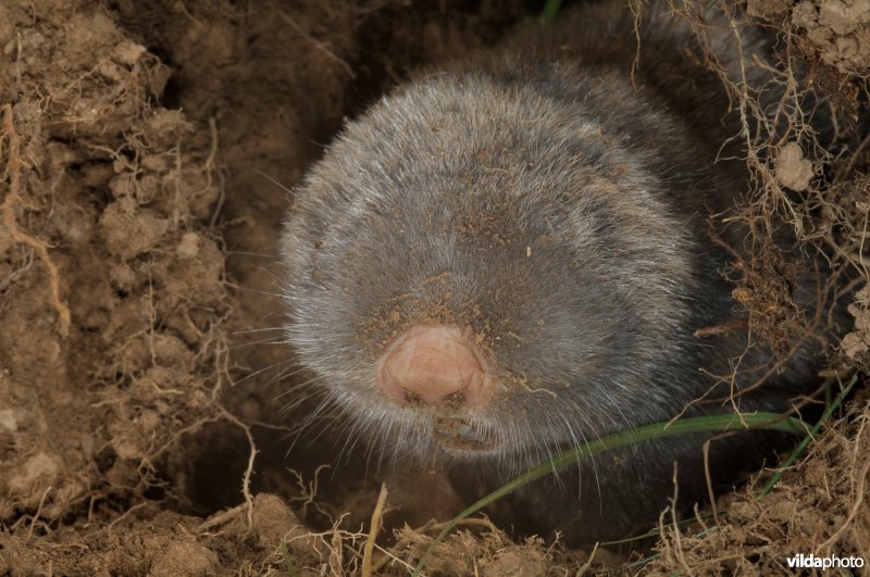 Westelijke blindmuis
