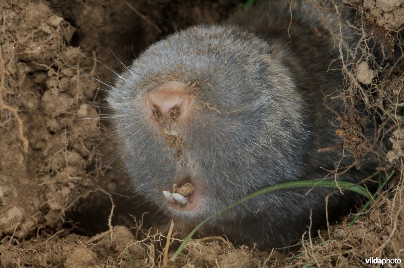 Westelijke blindmuis