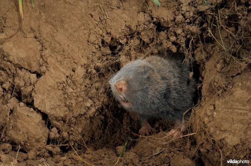 Westelijke blindmuis
