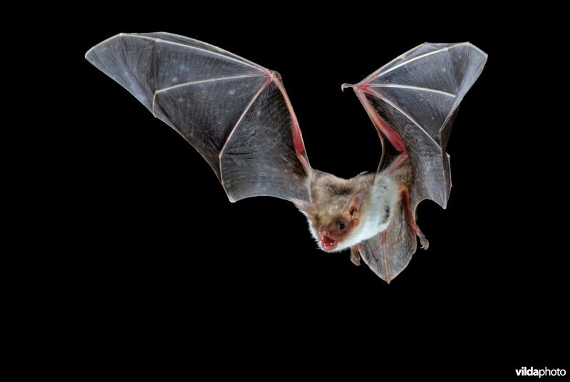 Vliegende vale vleermuis