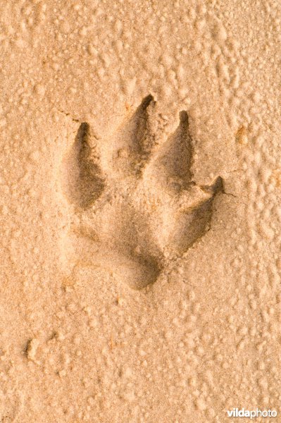 Pootafdruk van een hond in vochtig zand