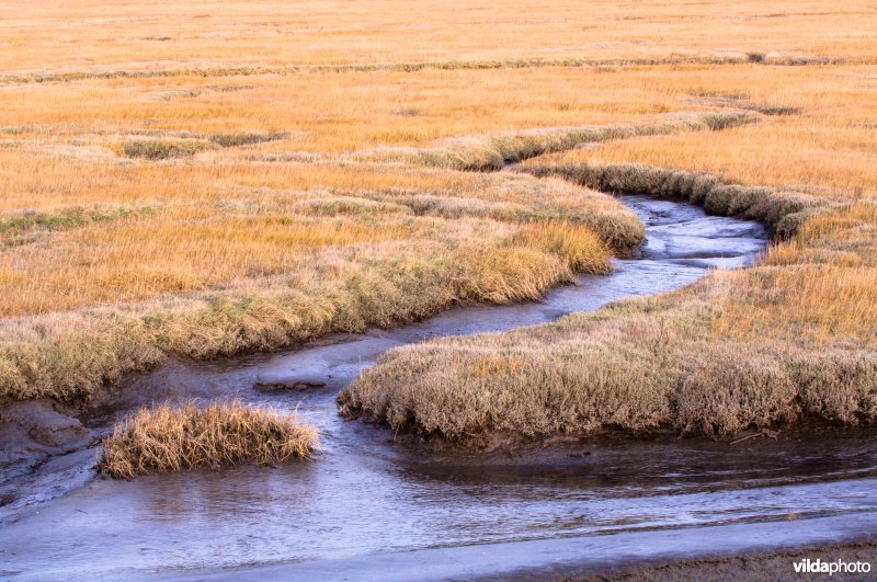 Een slenk in het schor van het Verdronken land van Zuid-beveland.