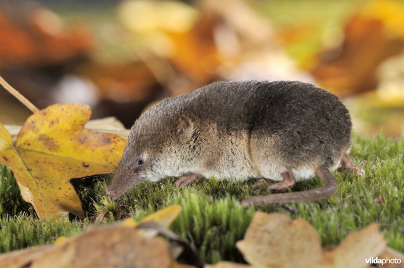 Bosspitsmuis