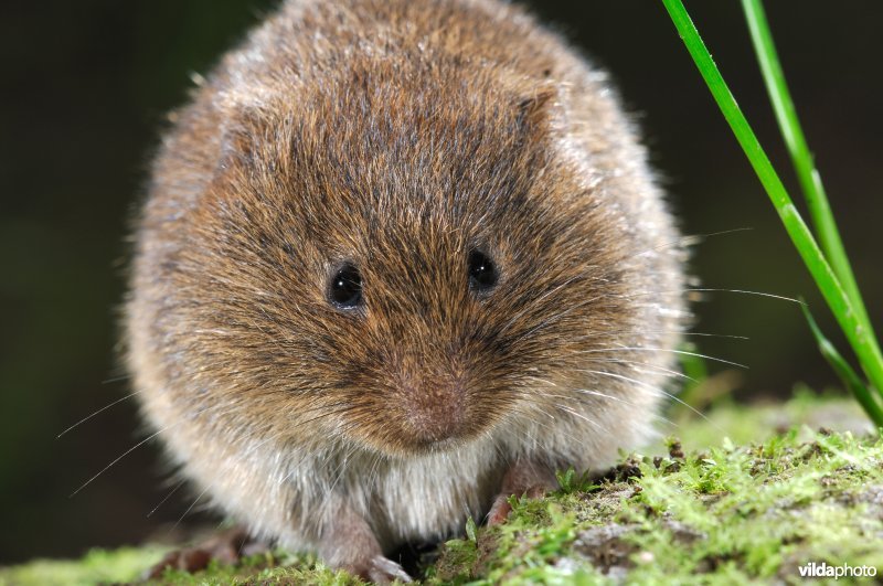 Close-up van aardmuis