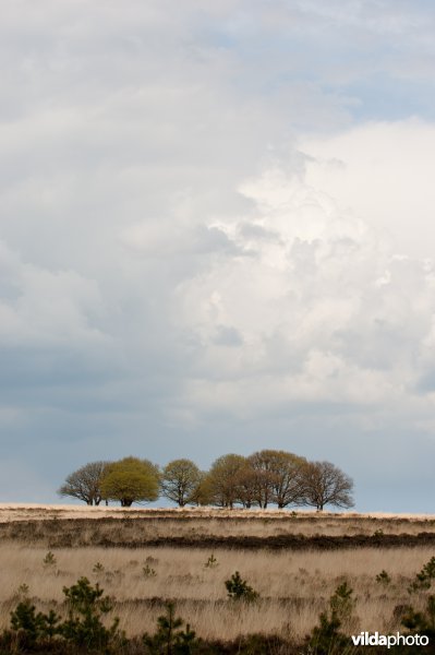 Wintereiken op Terletsche Heide