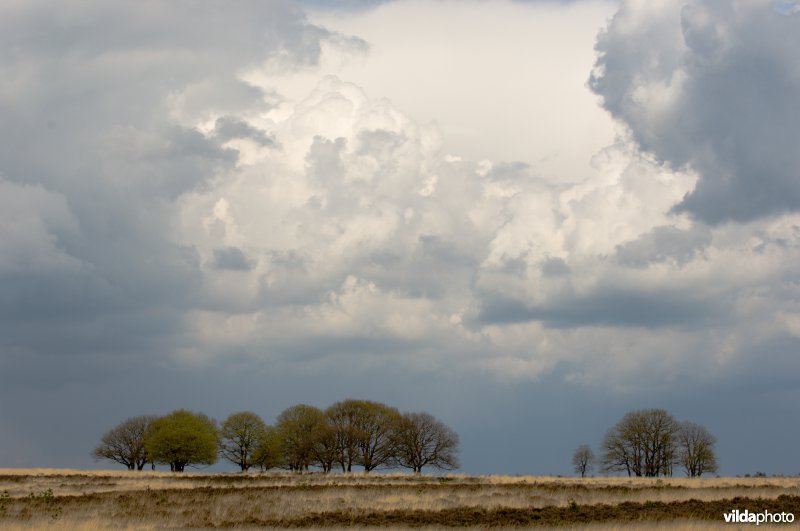 Wintereiken op Terletsche Heide