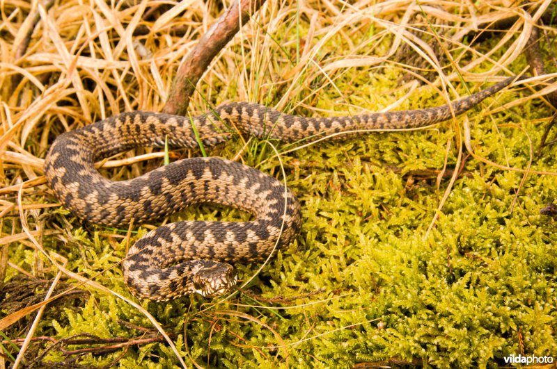 Adder