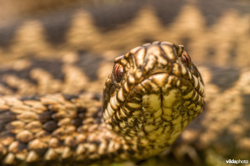 Adder